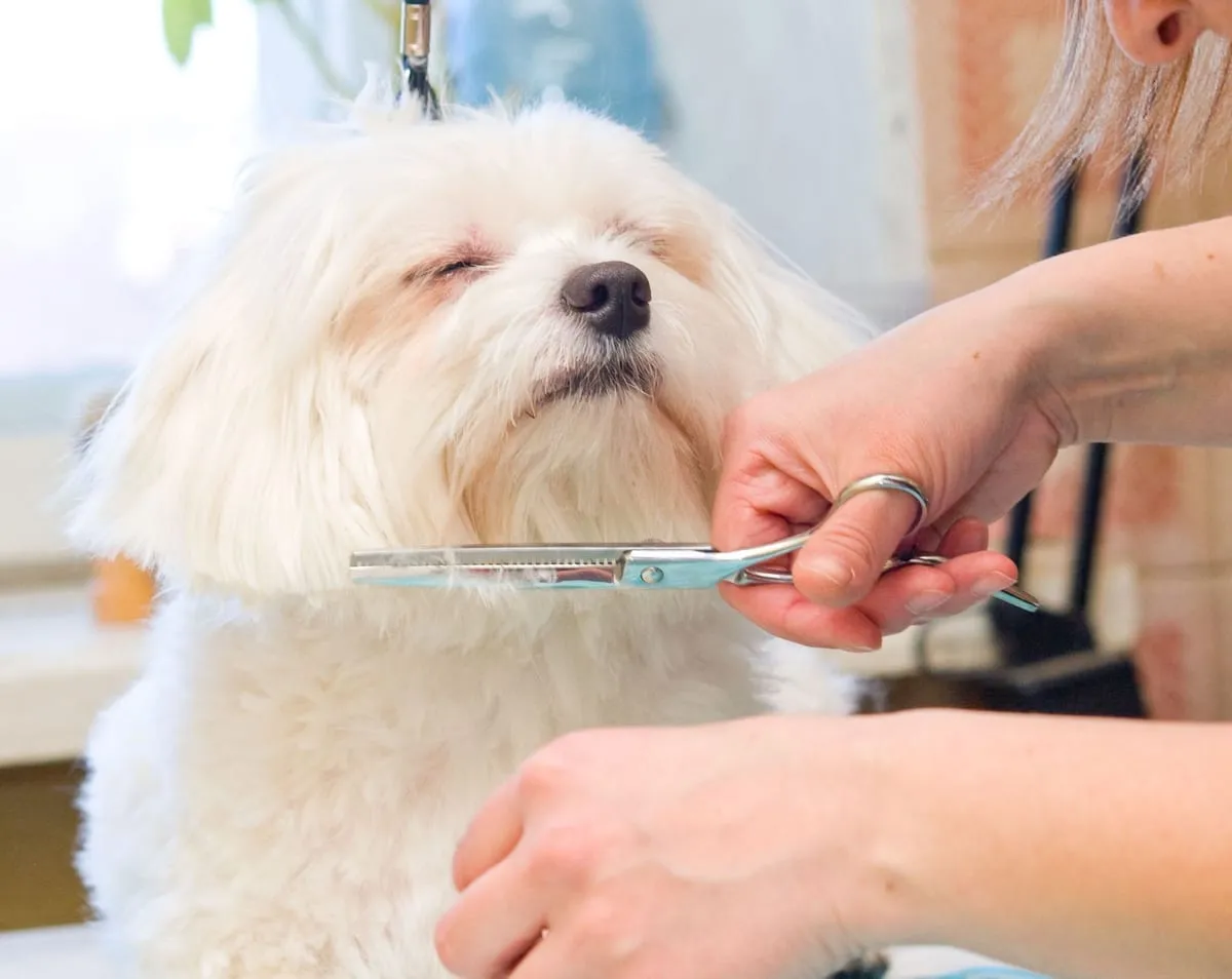 What to Look For in a Professional Dog Groomer
