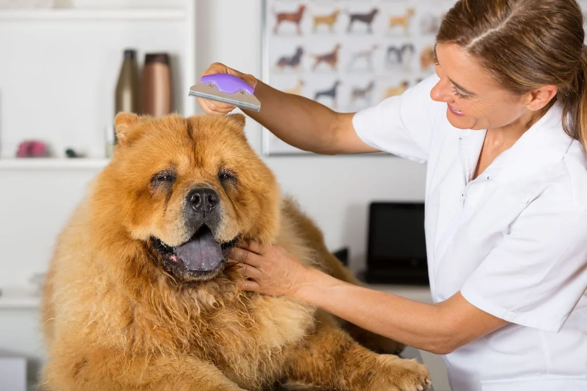 Common Myths About Dog Grooming, Debunked