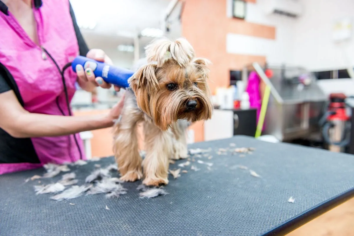 5 Questions to Ask a Potential Dog Groomer