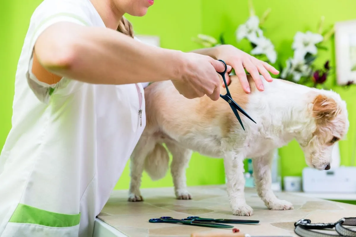 Tips to Make your Dog Grooming Appointments Easier