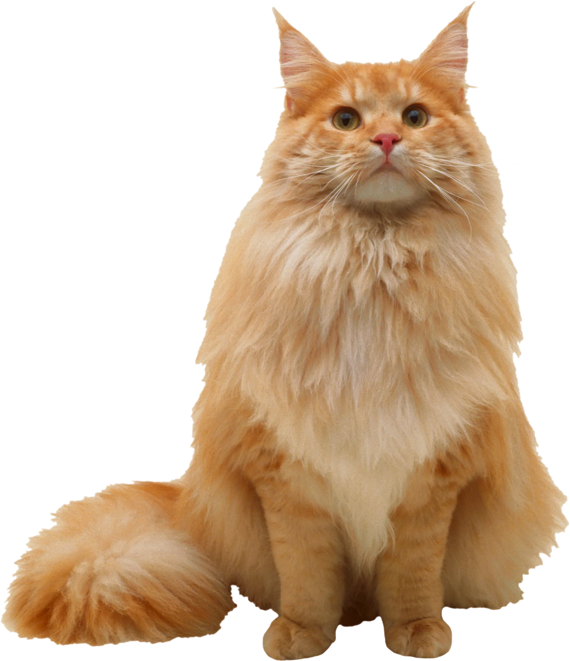 FAQ Pet Grooming