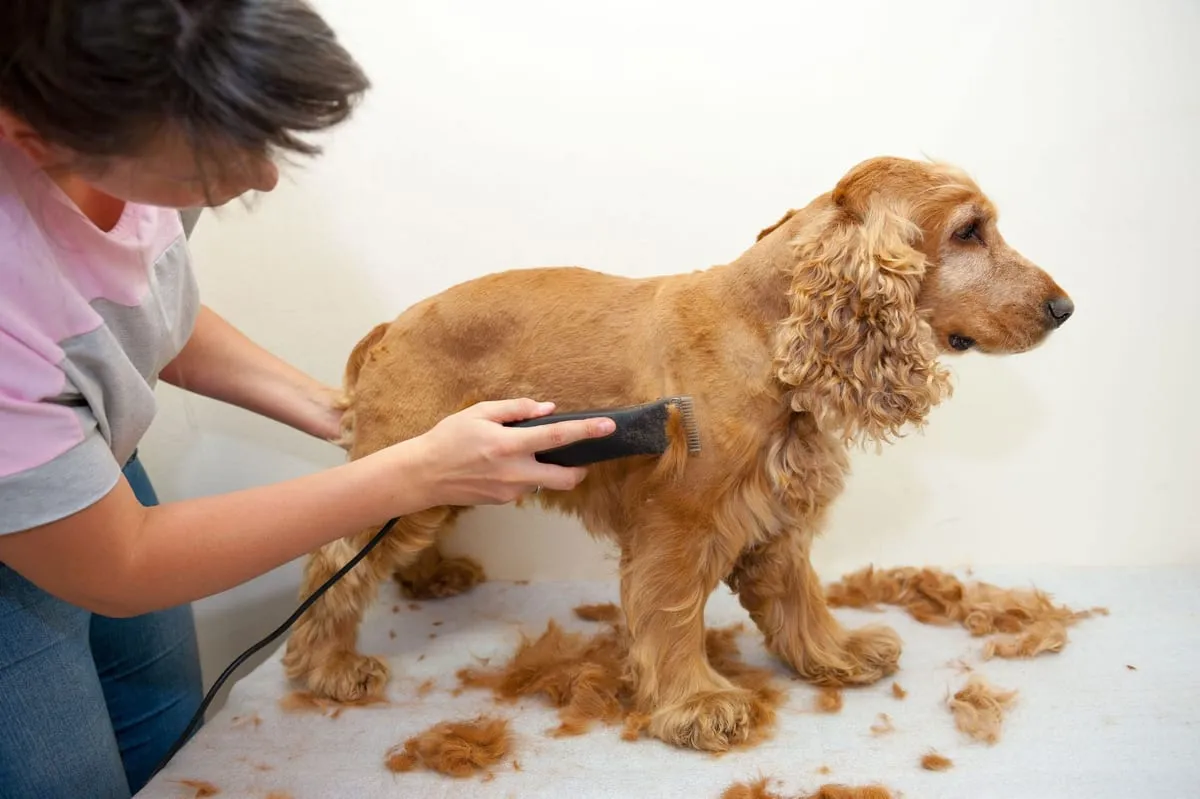 Groomer clipping a golden Cocker Spaniel on a grooming table with trimmed fur around it