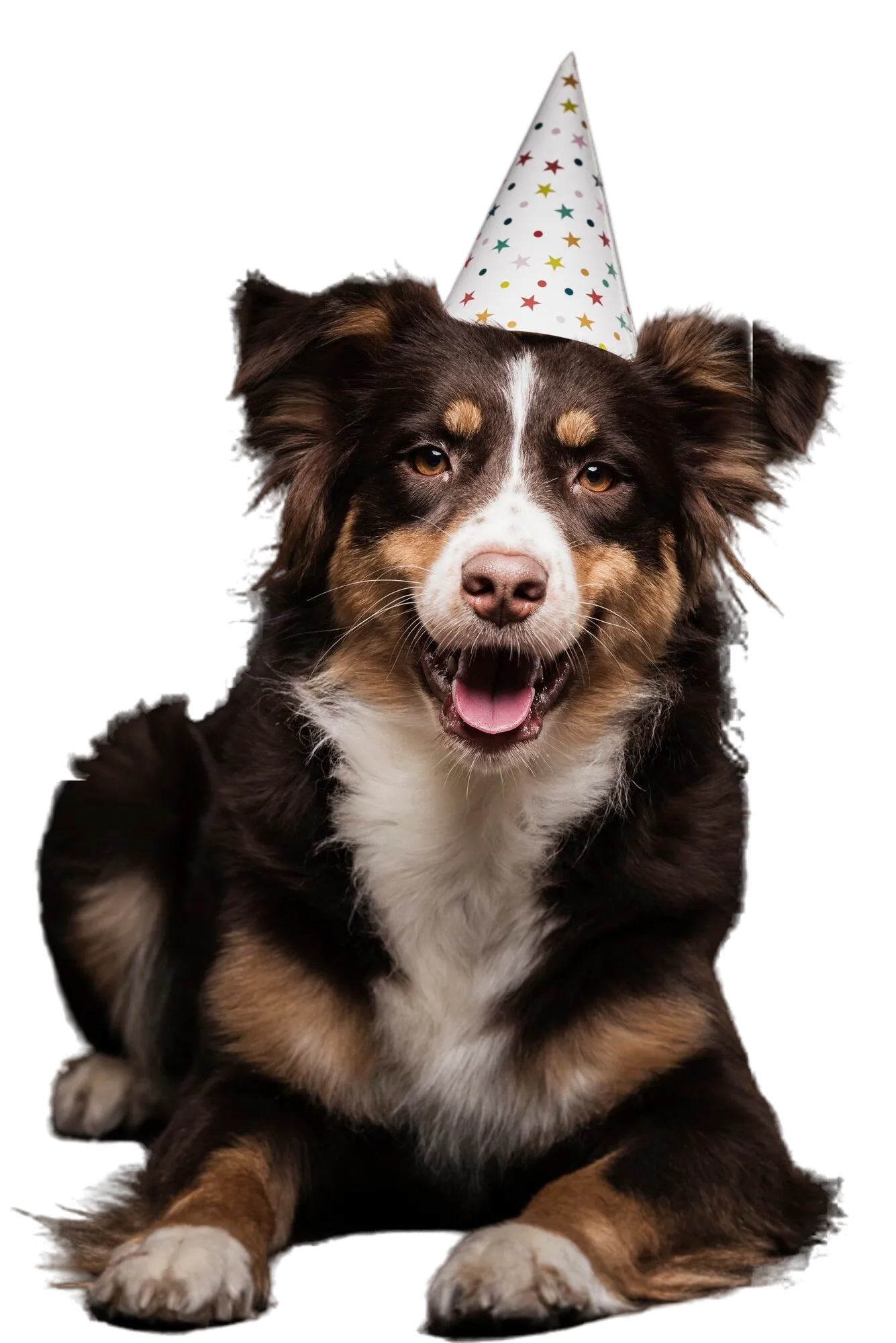 Australian shepherd with a freshly brushed coat and a party hat after a catch-up grooming visit from Millington, TN