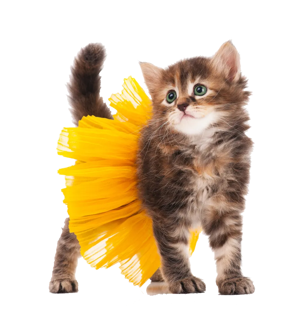 Pet Clothing and Accessories