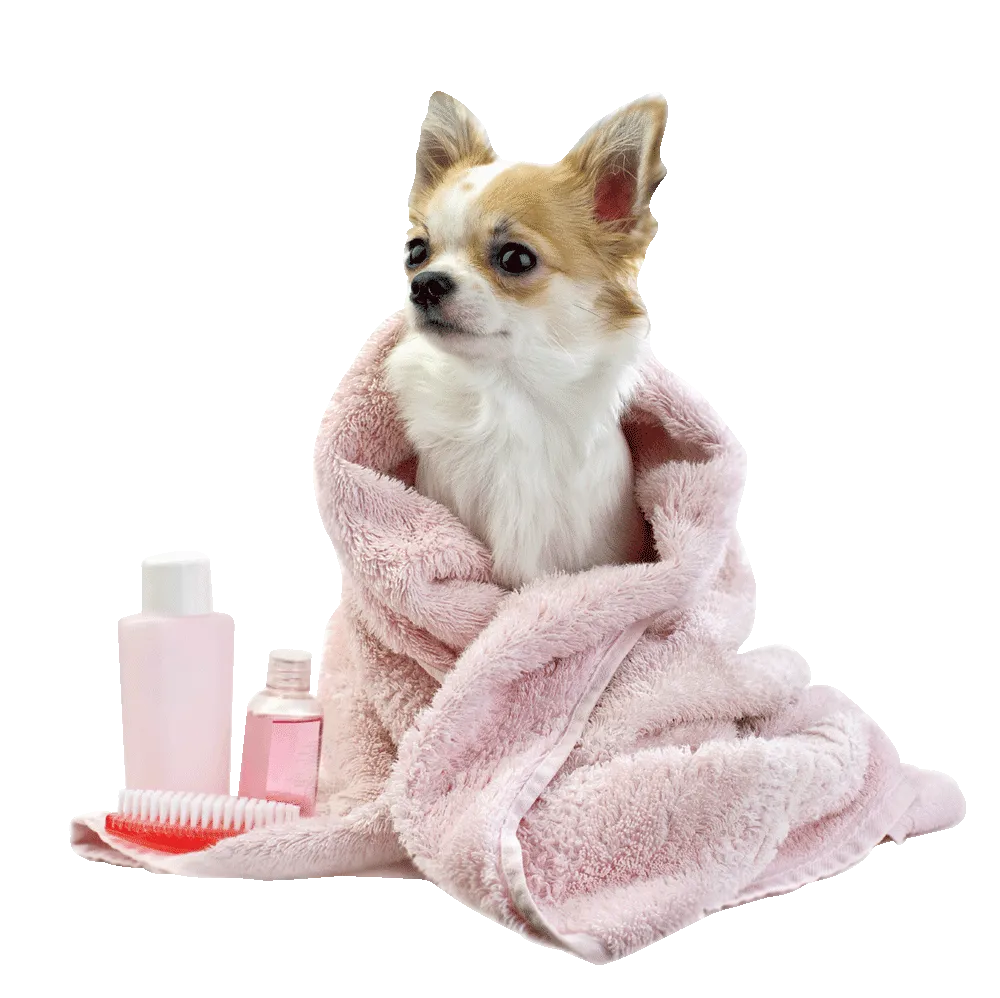 All-Natural Shampoo Services